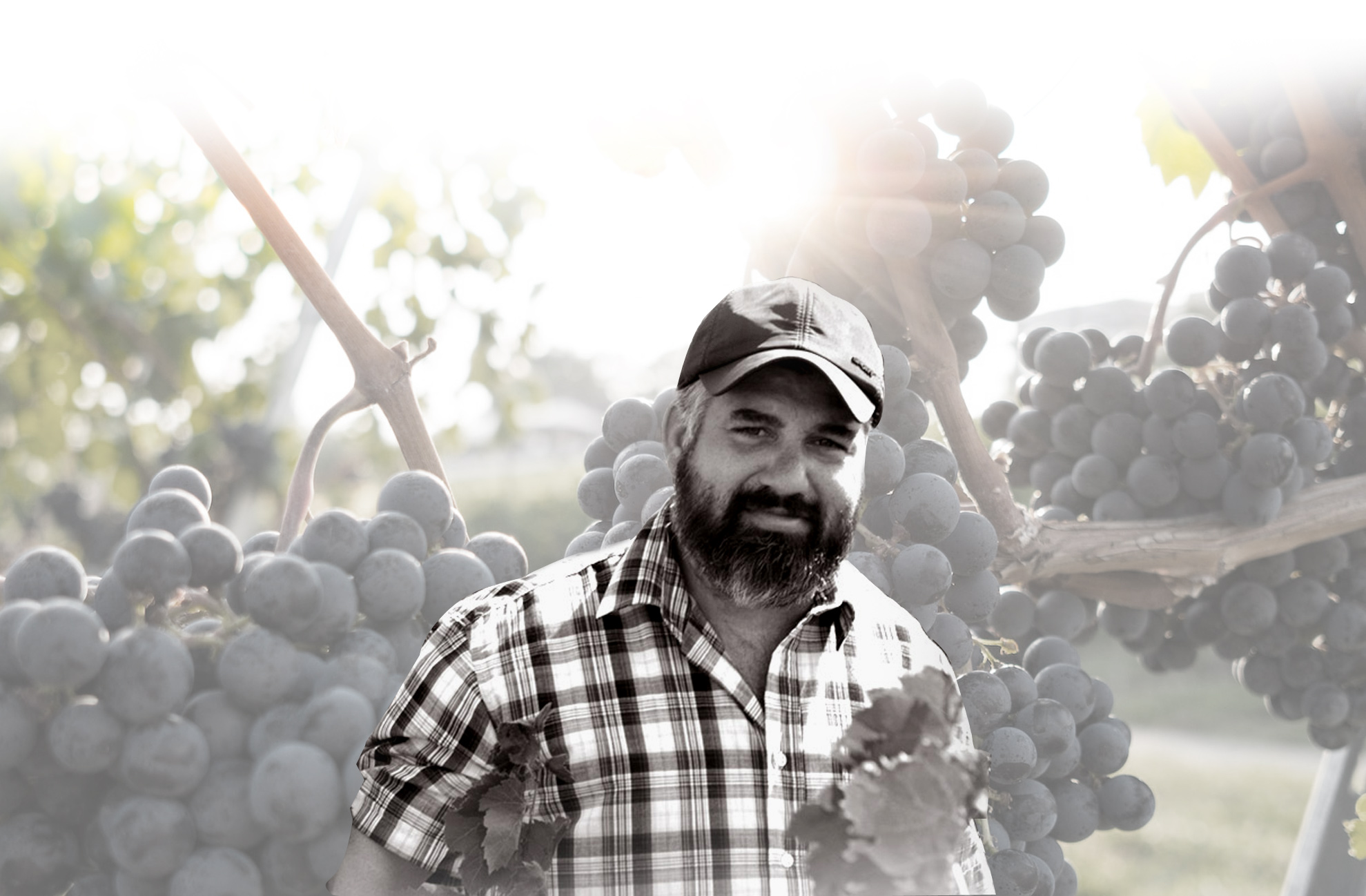 wildvinelegacy250102111655.jpg